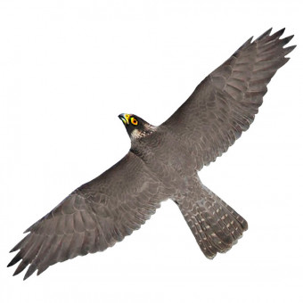 Визуальный отпугиватель птиц Хищник 1 Визуальный отпугиватель птиц Хищник 1